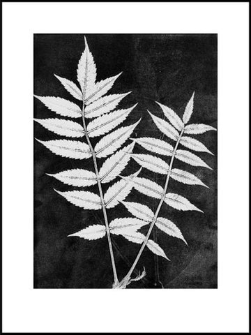 Black and White Sumac Limited Edition print