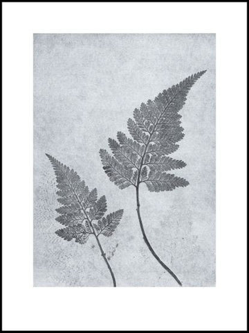 Dusty Blue Fern Limited Edition Print - 30cm x 40cm