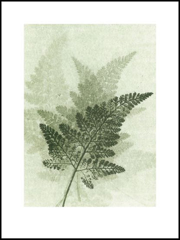 Green Fern Limited Edition Print - 30cm x 40 cm