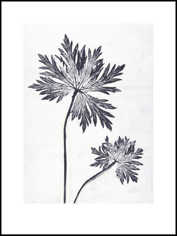 Blue Grey Geranium Limited Edition Print