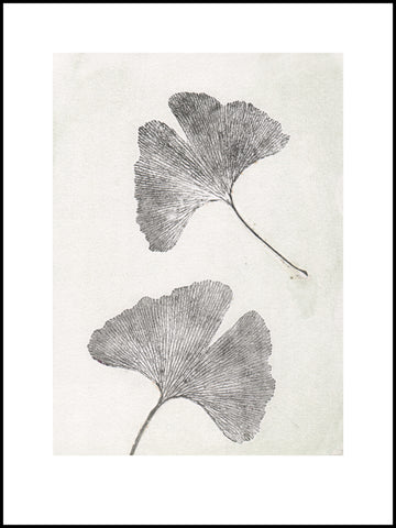 Oyster Gingko Limited Edition Print