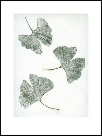 Gingko Green Limited Edition Print - 30cm x 40cm