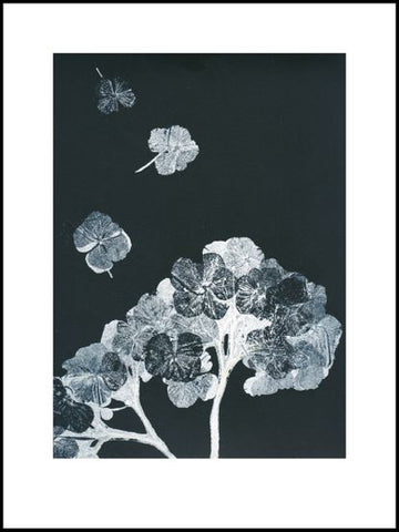 Black and Grey Hydrangea Limited Edition Print -30cm x 40cm
