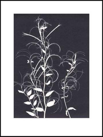 Black and White Willowherb Limited Edition Print -30cm x 40cm