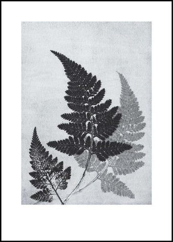 Blue/Grey Fern Limited Edition Print -50cm x 70cm