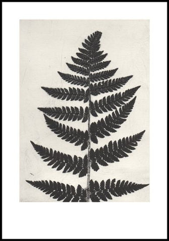 Black Fern Limited Edition Print