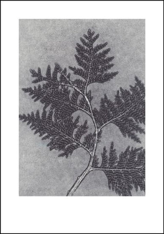 Smoke Grey Thuja Limited Edition Print - 70cm x 100cm