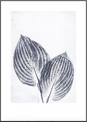 Inky Blue Hosta Limited Edition Print - 50cm x 70cm